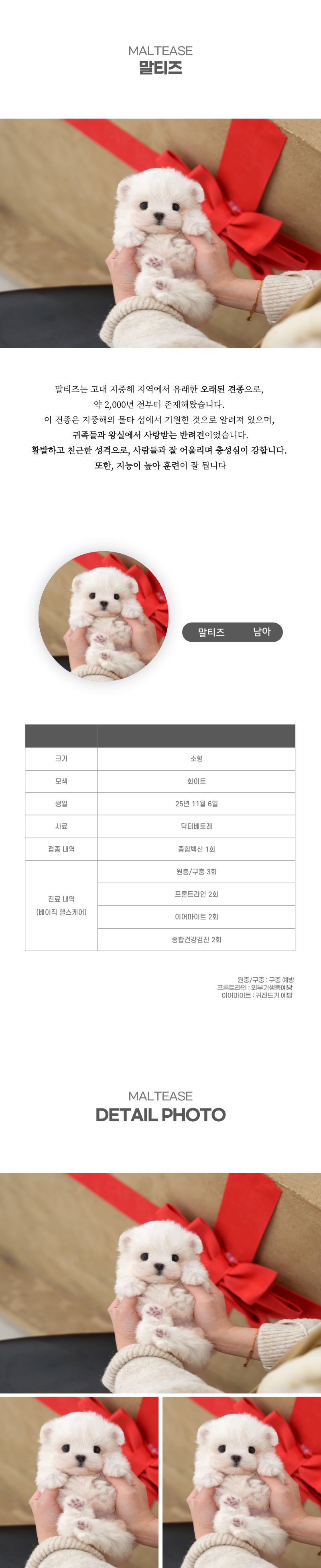 말티즈_상세이미지_2